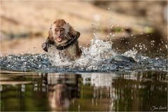 Der Wasserläufer