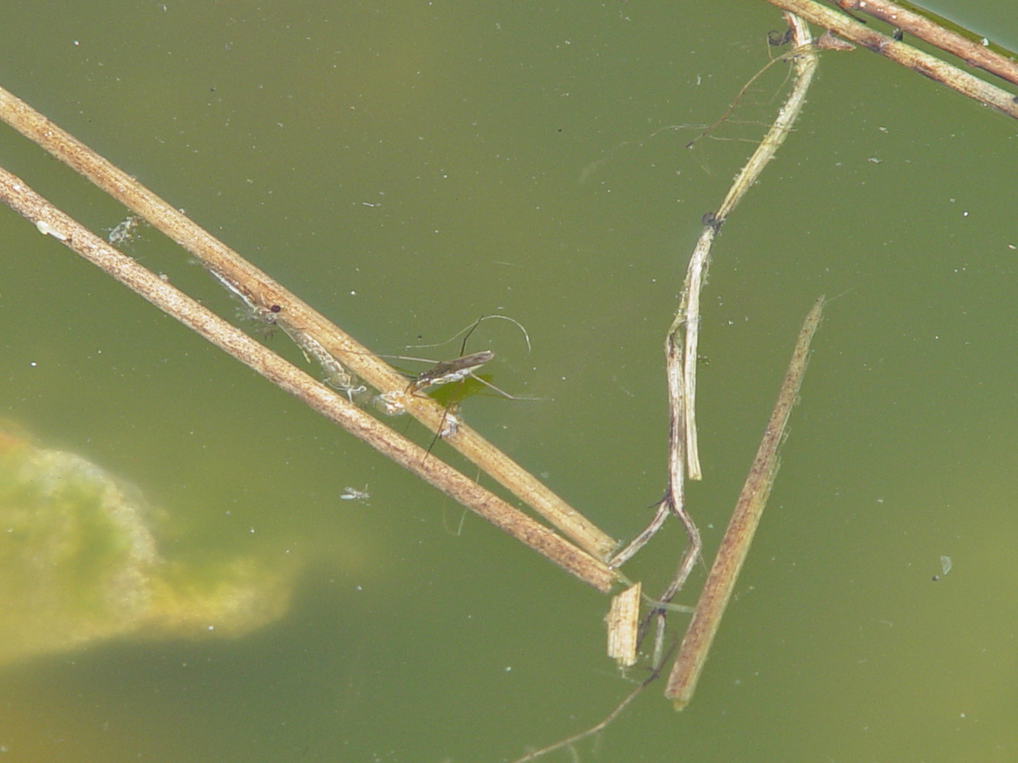 Der Wasserläufer....