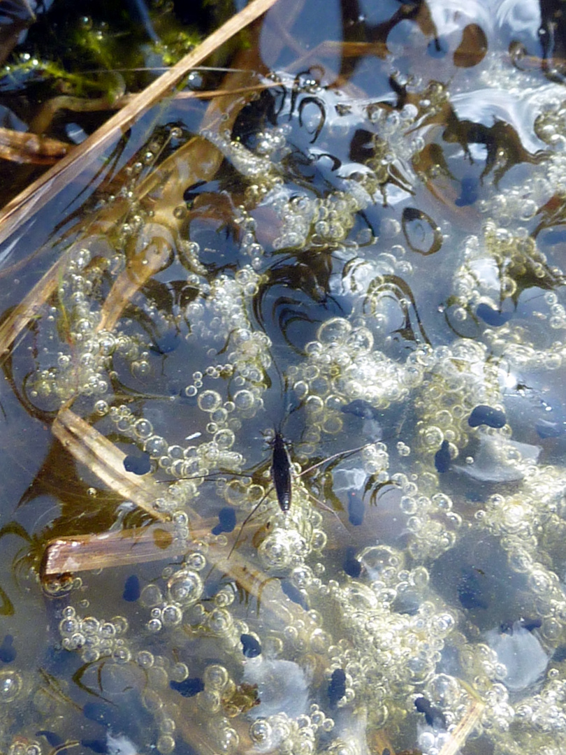 Der Wasserläufer begutachtet das Tageswerk der Frösche!