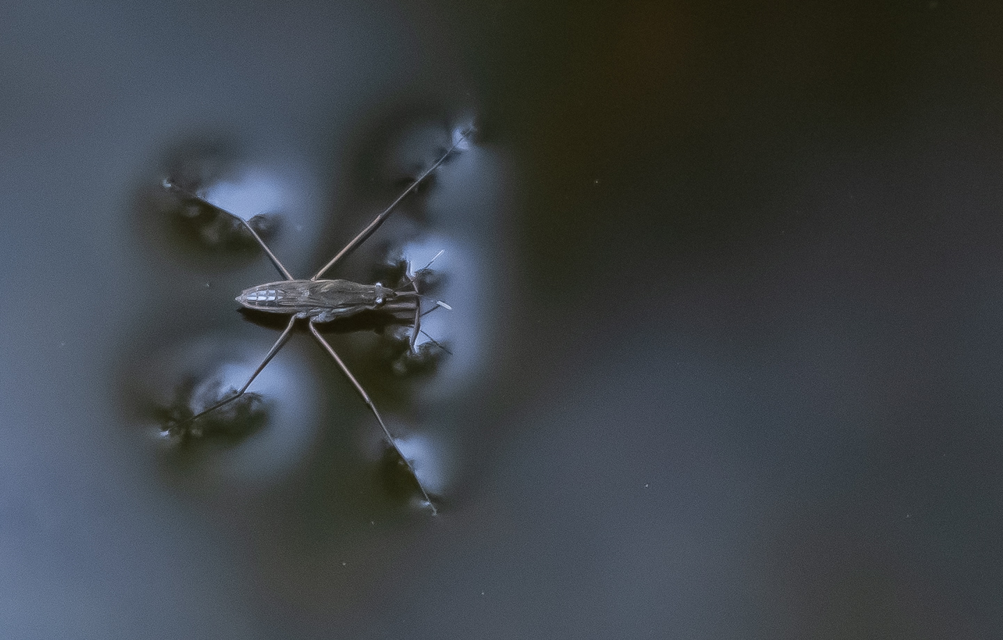 Der Wasserläufer