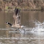 der-wasserläufer....