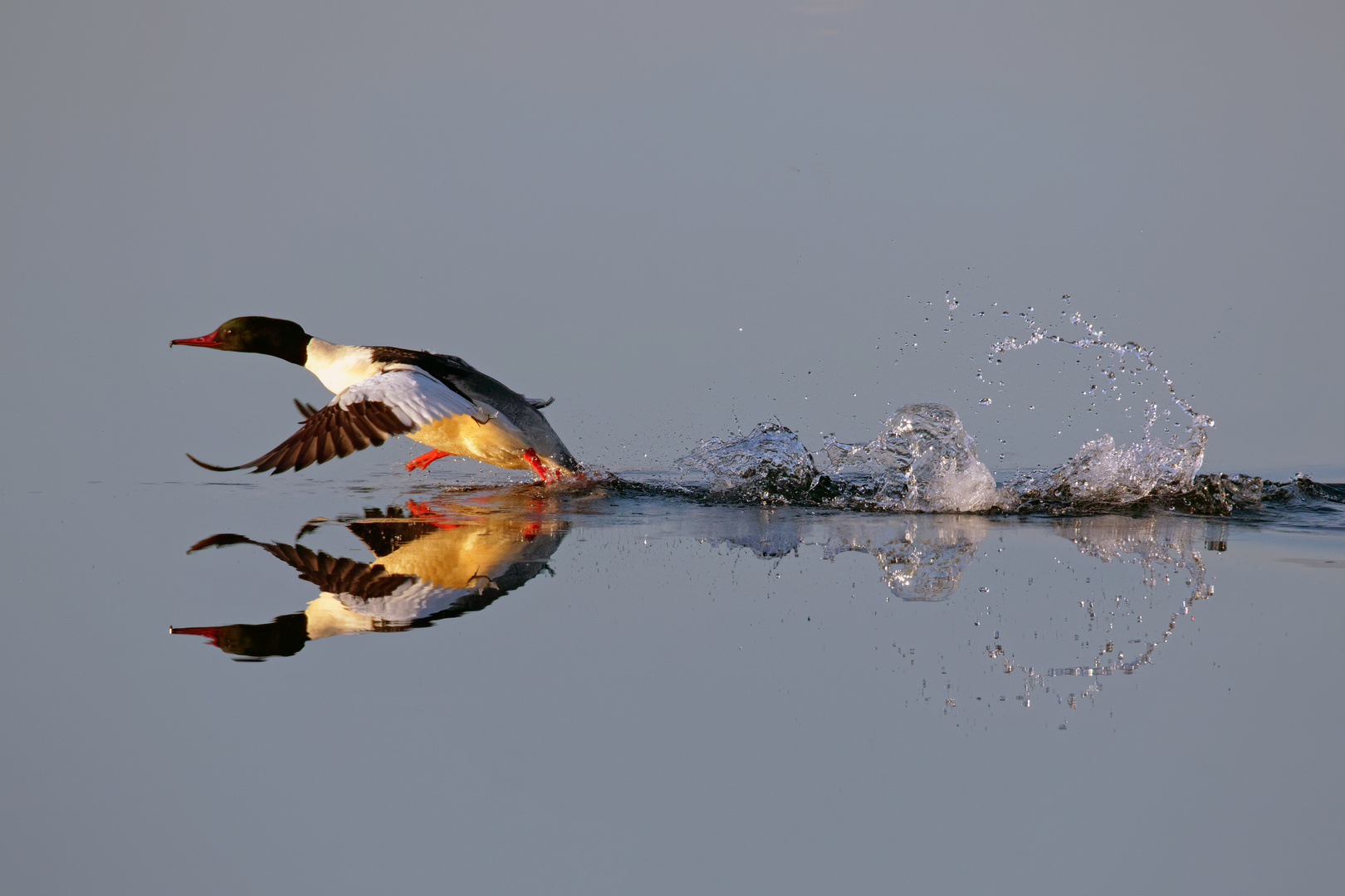 Der "Wasserläufer" - startender Gänsesäger ( Mergus merganser)