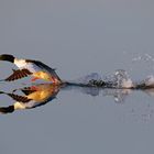 Der "Wasserläufer" - startender Gänsesäger ( Mergus merganser)