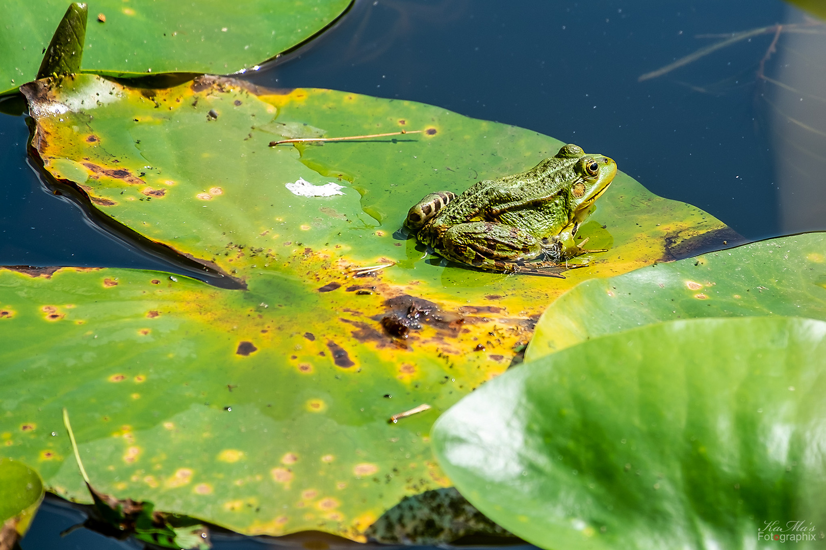 Der Wasserplatscher