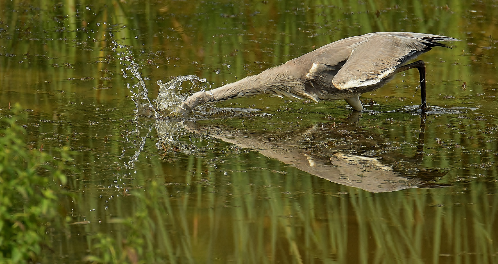 Der Wasserschläger