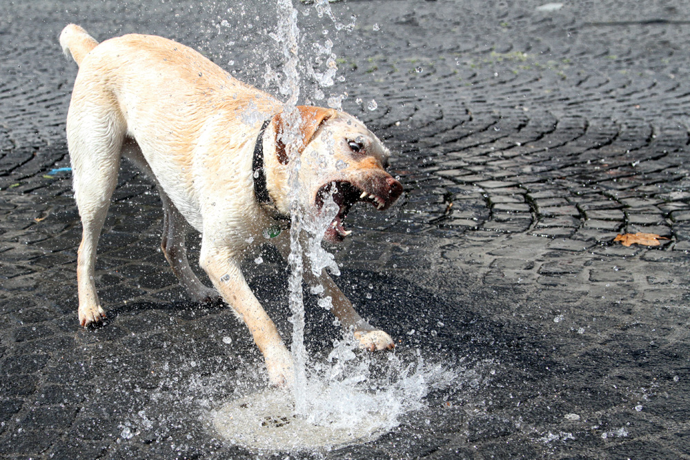 Der Wasserschnapper