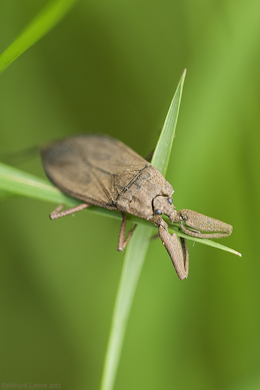 Der Wasserskorpion