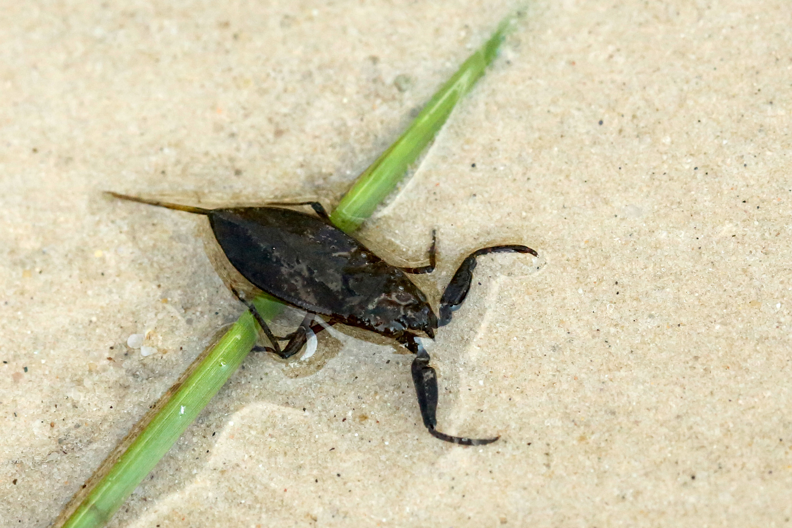 Der Wasserskorpion - The water scorpion