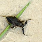 Der Wasserskorpion - The water scorpion