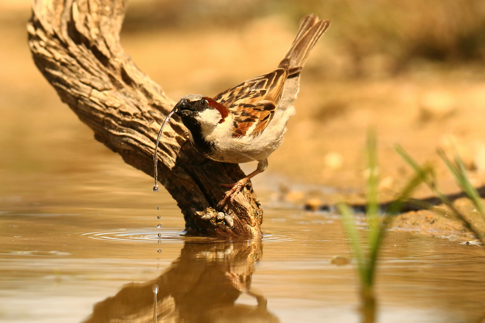 Der Wasserspeier!