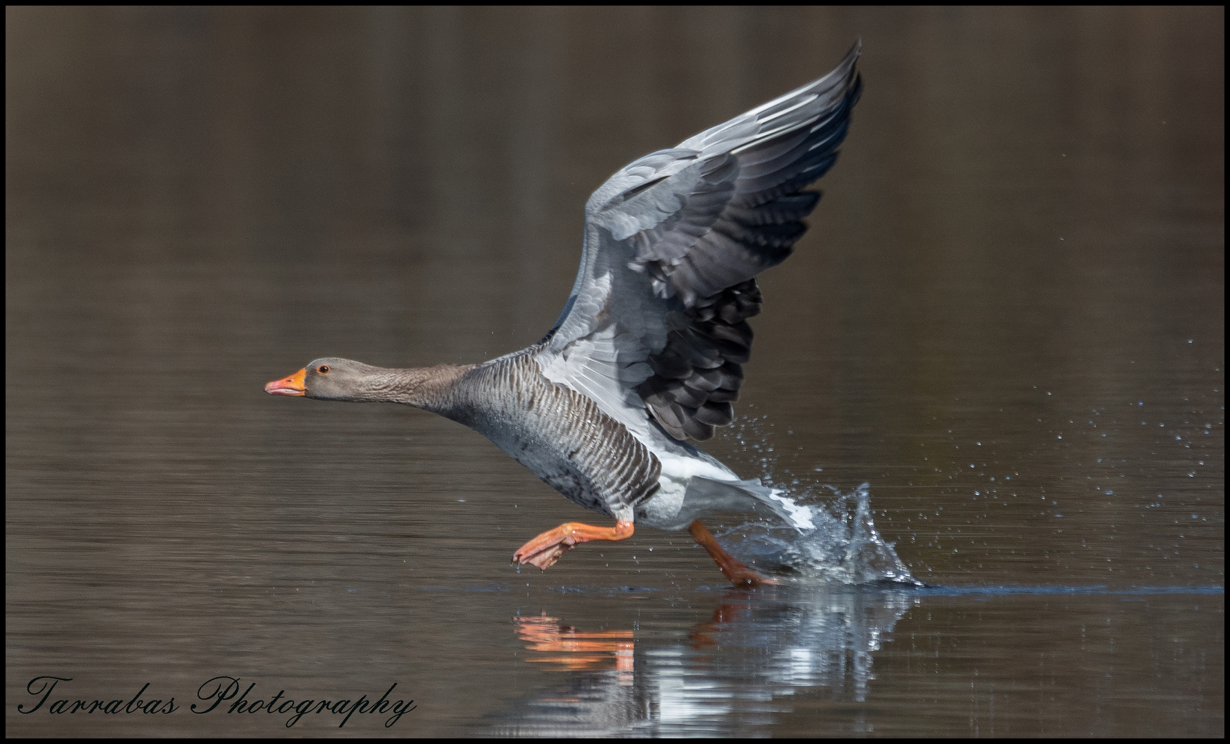 Der Wassersprinter