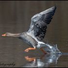 Der Wassersprinter