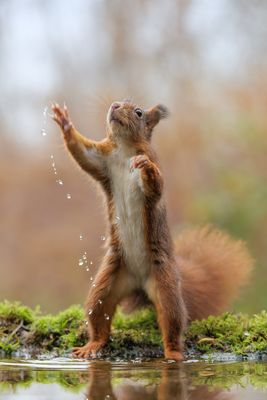 Der Wasserspritzer... 