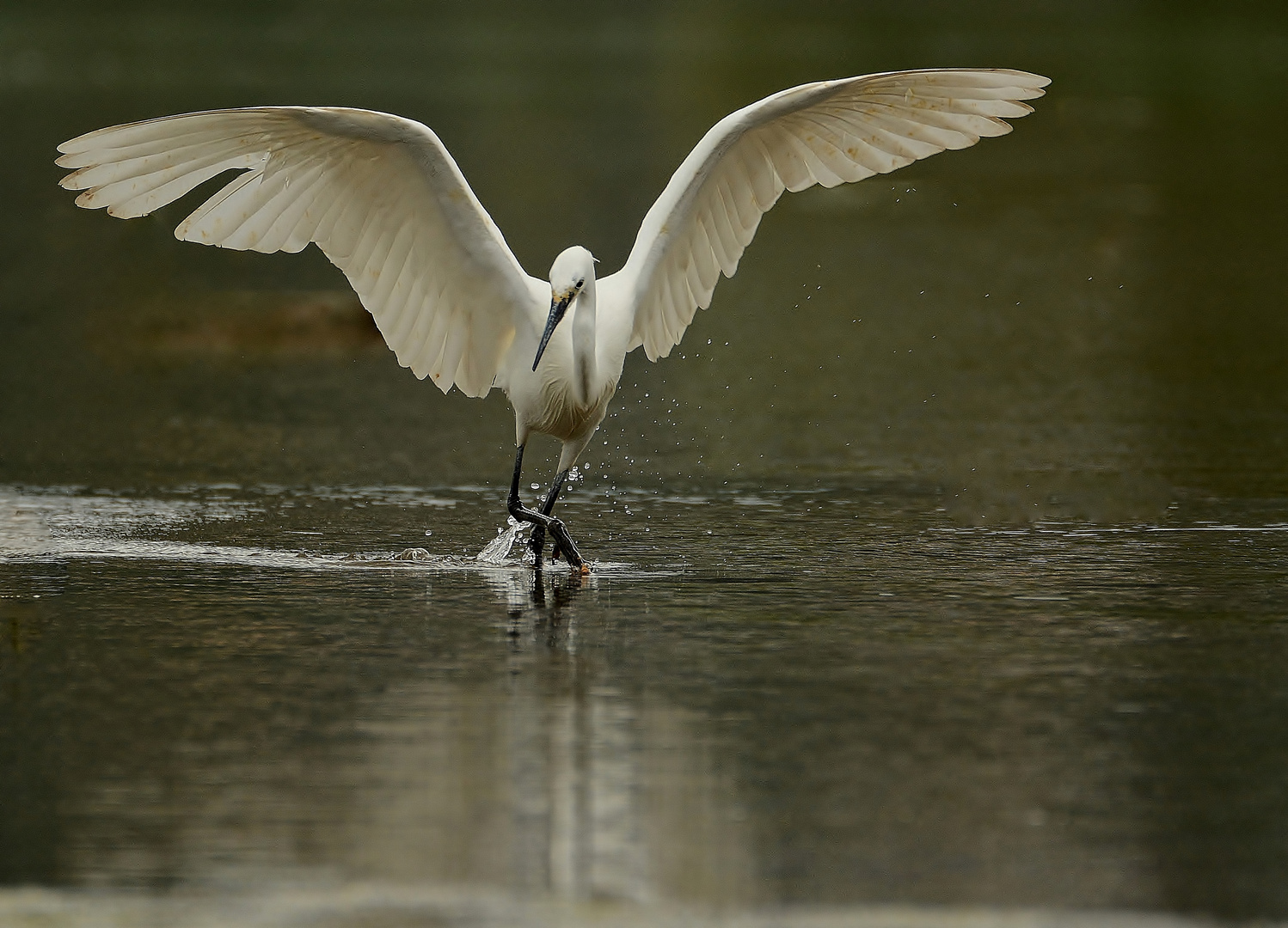 Der Wassertänzer