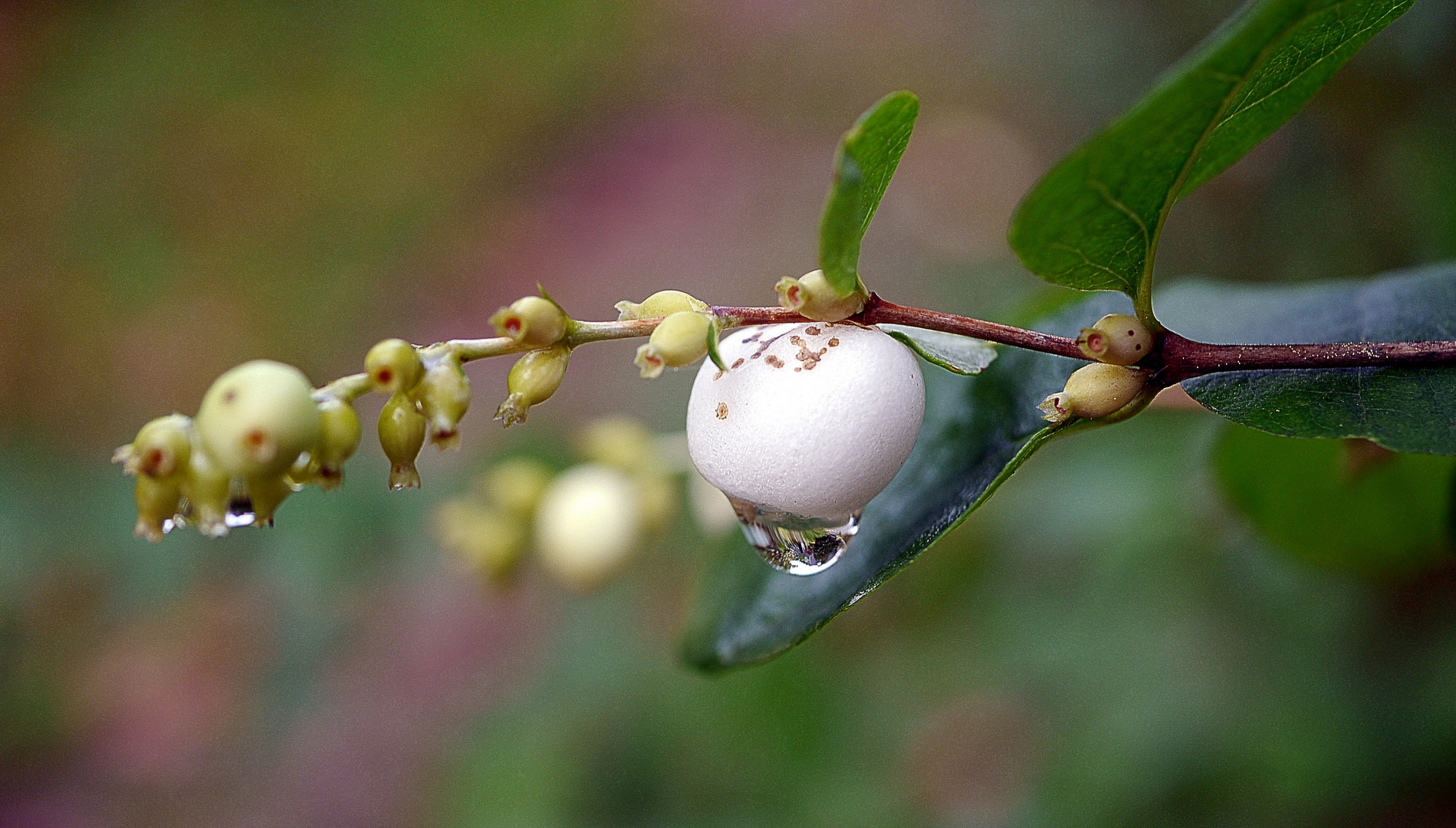 Der Wassertropfen 