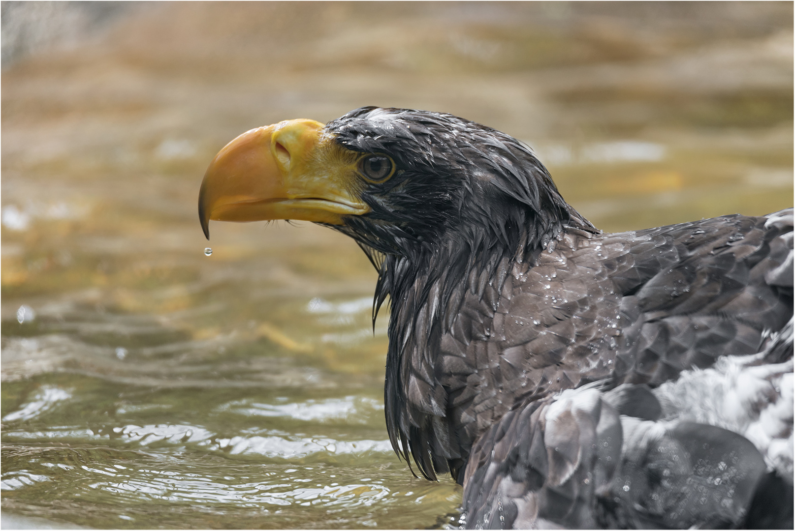 Der-Wassertropfen