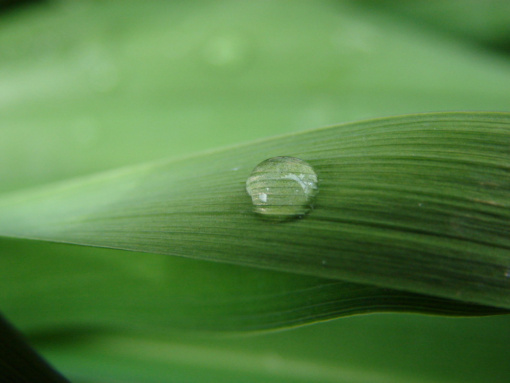 Der Wassertropfen