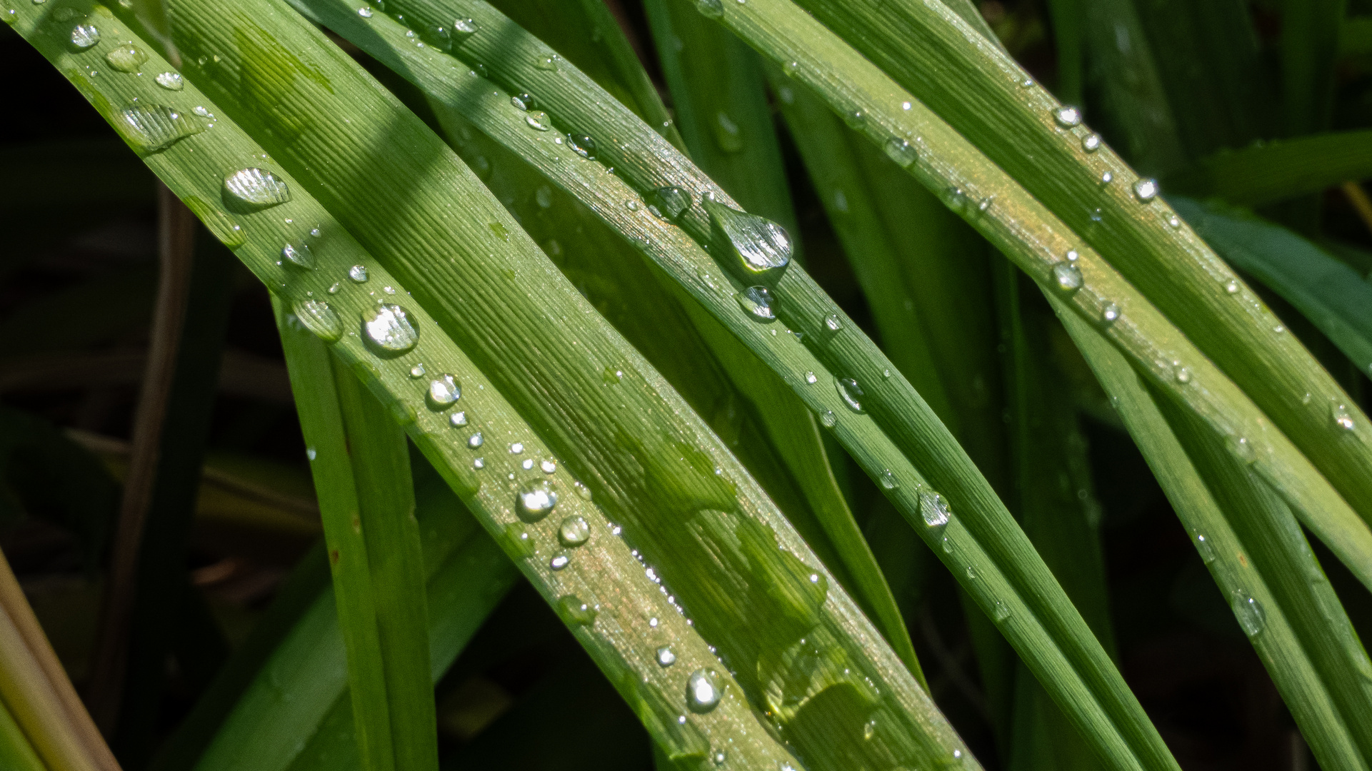 Der Wassertropfen