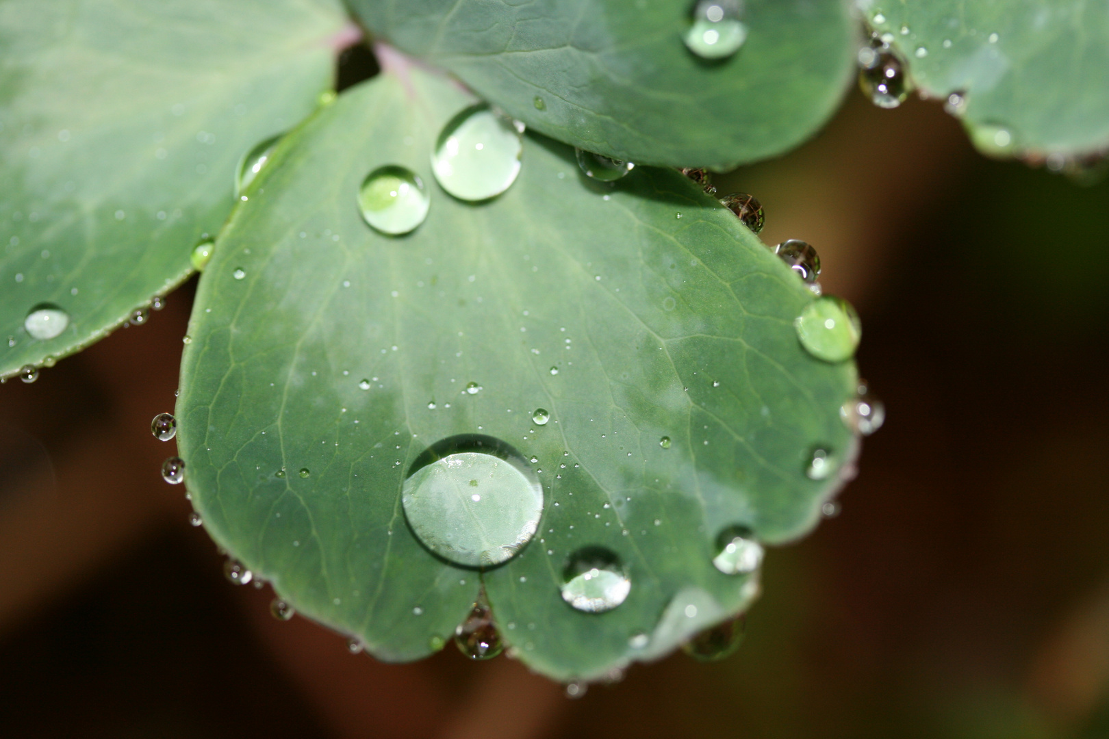 der Wassertropfen auf GRÜN