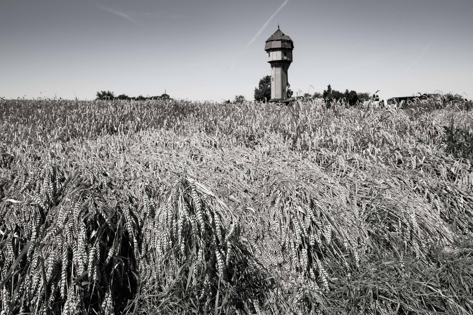 Der Wasserturm und das Kornfeld.