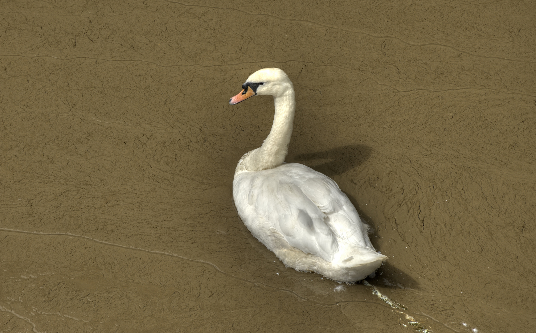 Der Wattschwan