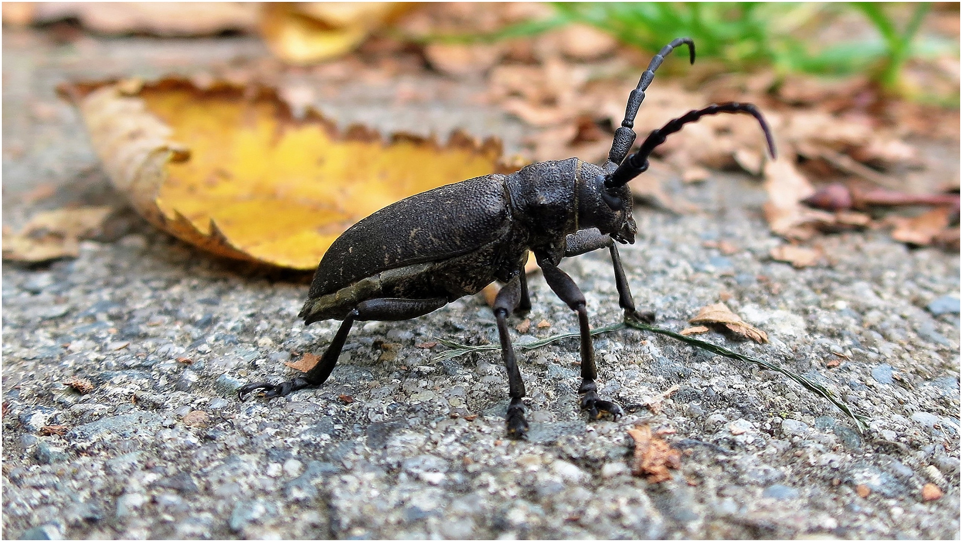 Der Weberbock macht einen Herbstspaziergang