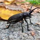 Der Weberbock macht einen Herbstspaziergang