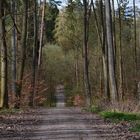 der Weg (3)