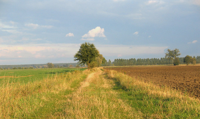 Der Weg