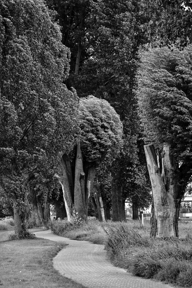 Der Weg (36)...... dieser führt in den Wind!