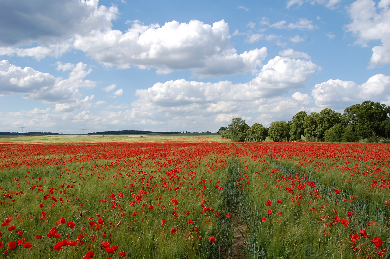 der weg