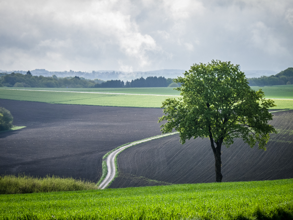 Der Weg