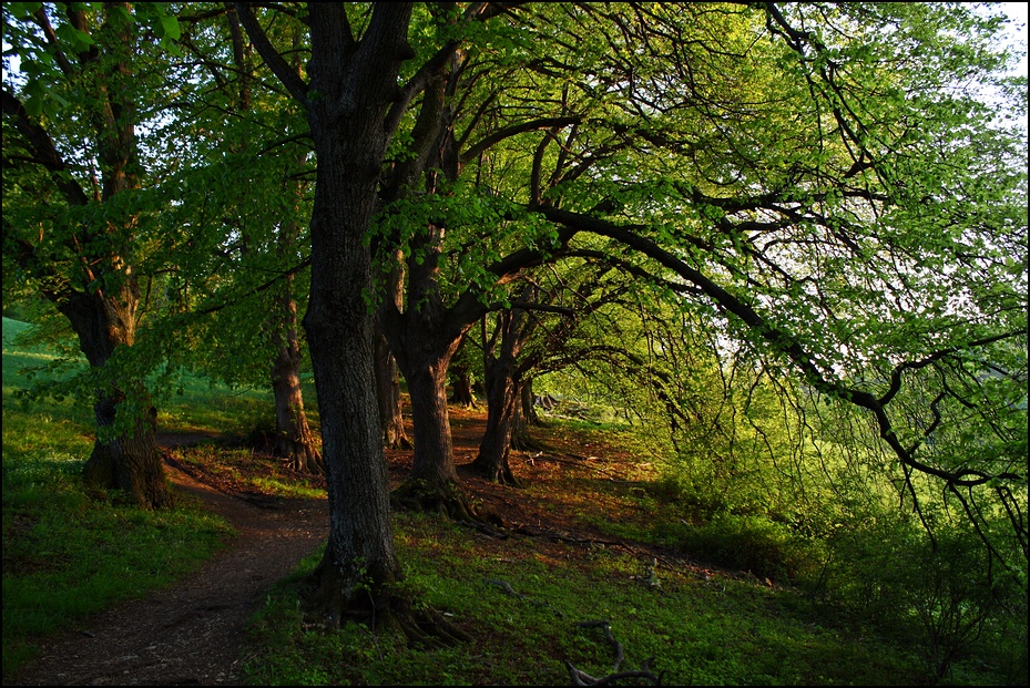 Der Weg