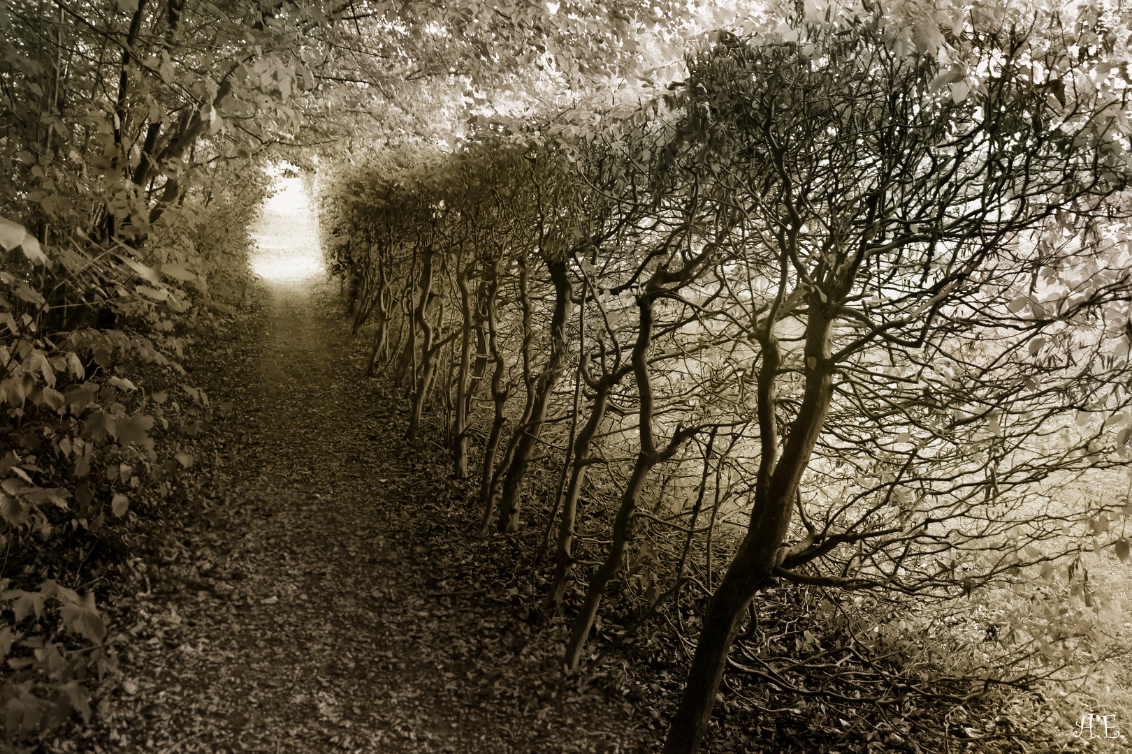 Der Weg 
