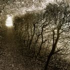 Der Weg 