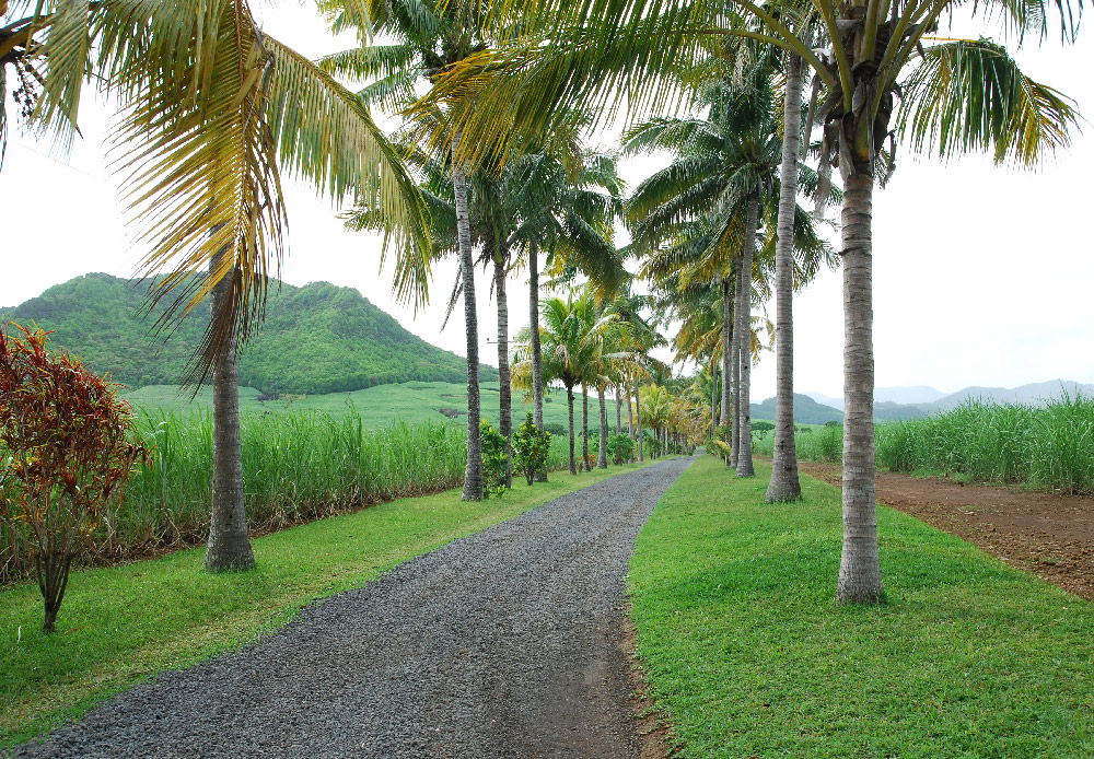 Der Weg