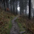 Der Weg am Feldberg