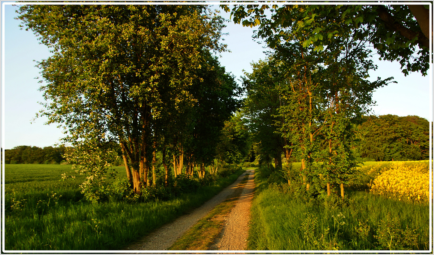 Der Weg am Rapsfeld