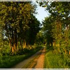 Der Weg am Rapsfeld