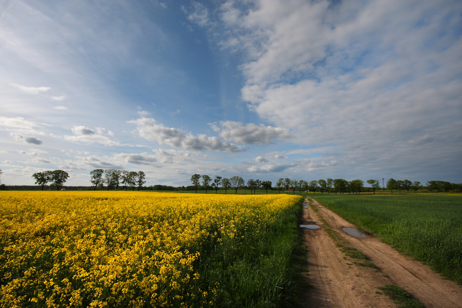 Der Weg am Rapsfeld