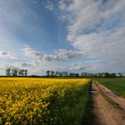 Der Weg am Rapsfeld