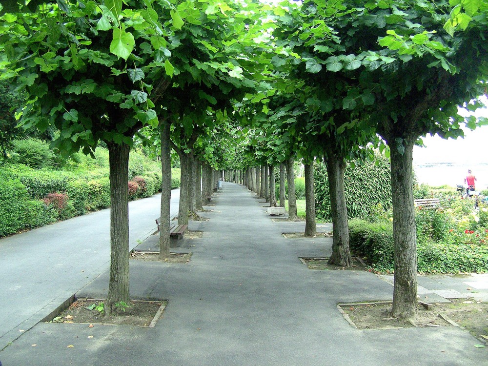 Der Weg am Rhein