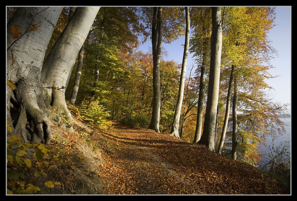 Der Weg am See