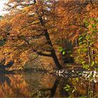 Der Weg am See # El camino del lago