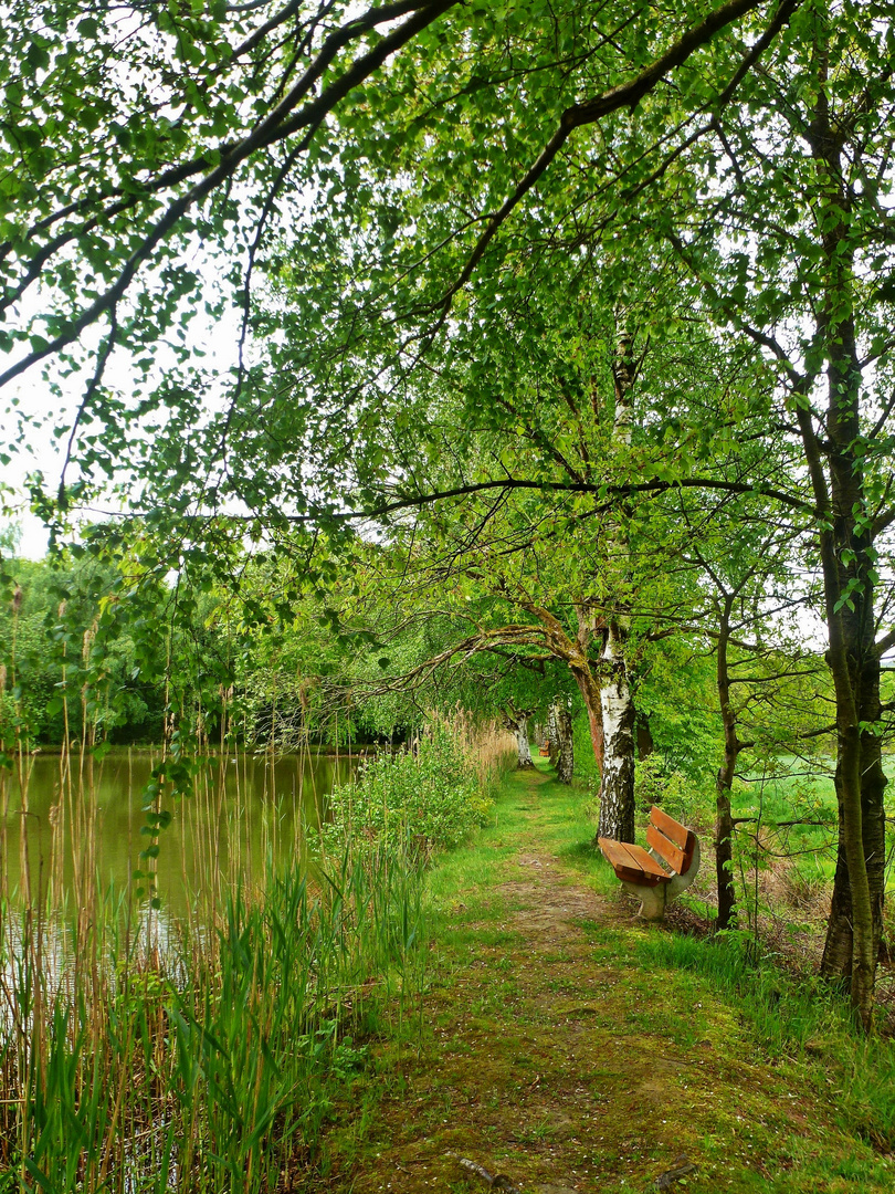 Der Weg am Teich