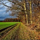 Der Weg am Wald entlang