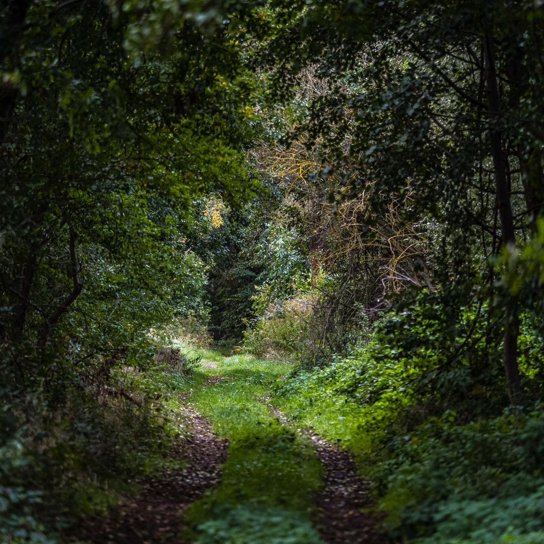 Der Weg am Waldrand