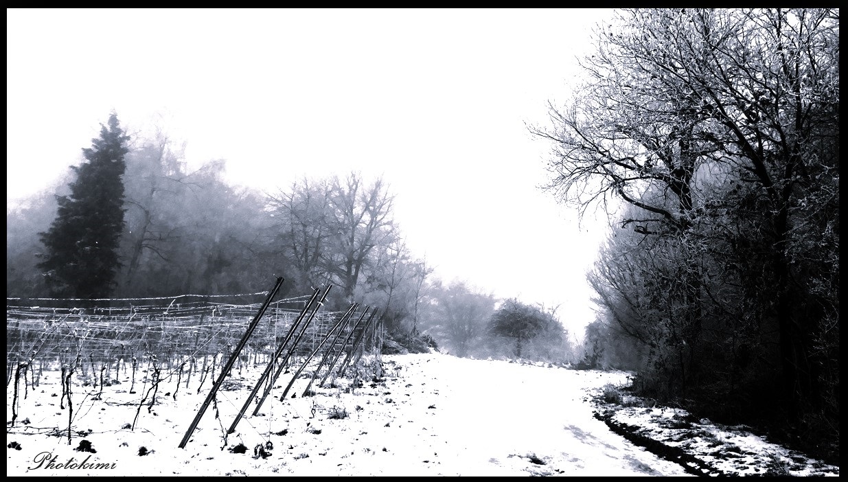 Der Weg auf dem Weinberg