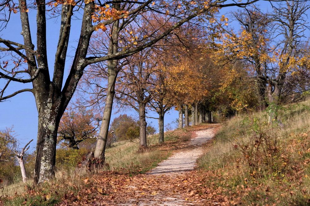 Der Weg auf die Achalm (s. Thumb)