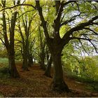 Der Weg aus dem Dunkel